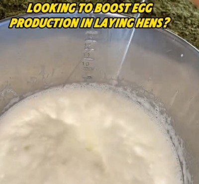 Vols augmentar la producció d’ous a les gallines?